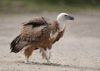 vautour