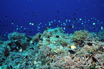Fototapeta na wymiar Am Apo-Reef