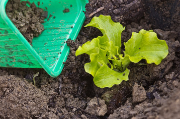 plant de salade,laitue,batavia,godet,terre