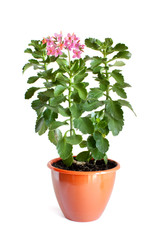 Green home plant with pink flowers in flower pot
