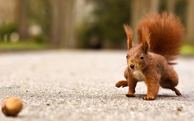 Eichhörnchen mit Walnuss - Red squirrel with walnut