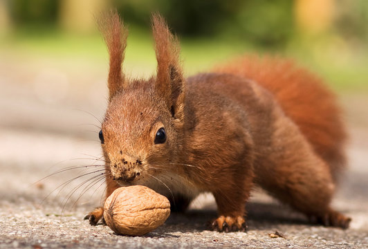 Eichhörnchen mit Walnuss - Red squirrel with walnut