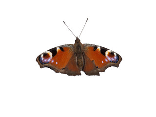 Fototapeta na wymiar isolated butterfly