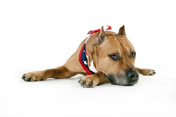 American Staffordshire Terrier