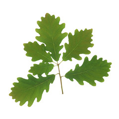 Oak Leaf Sprig