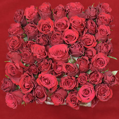 Moosröschen quadratisch