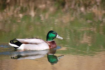 Obraz premium canard sur étang