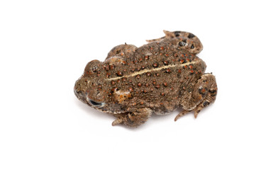 Kreuzkröte