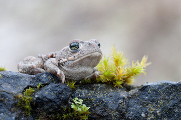 Bufo calamita