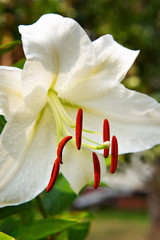White garden lily