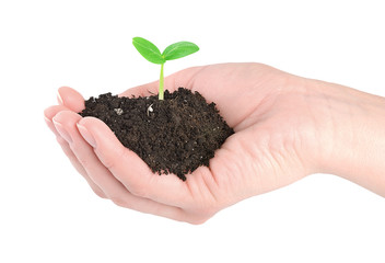 Human hands and young green plant
