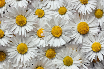 bellis perennis © monropic