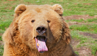 Obraz na płótnie Canvas Brown Bear Tongue