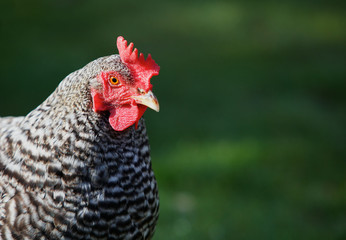 Hen head