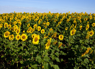 Obraz premium Campo di girasoli