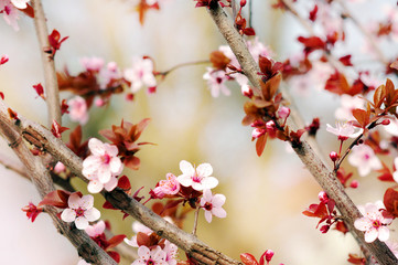 Cherry blossom