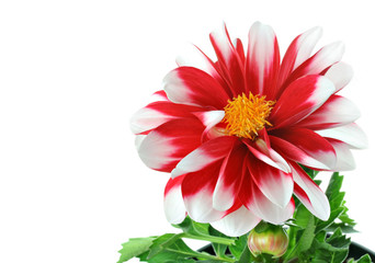Red and White Striped Dahlia , also known as Barbershop Dahlia, on white with copy space.