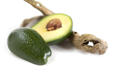 l'avocat sur branche s&egrave;che