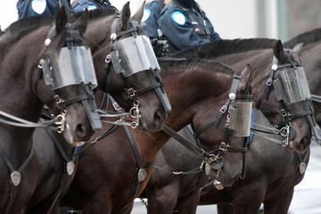 Obraz premium Police horses with visors
