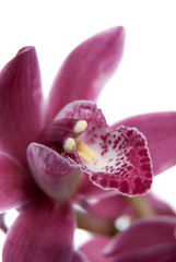 Obraz na płótnie Canvas Różowy kwiat orchidei z bliska