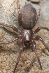 Stealthy ground spider (Gnaphosidae) sitting on leaf