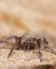 Stealthy ground spider (Gnaphosidae) sitting on leaf