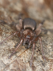 Stealthy ground spider (Gnaphosidae) sitting on leaf