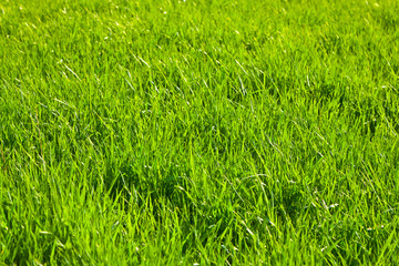 green field with growing plants