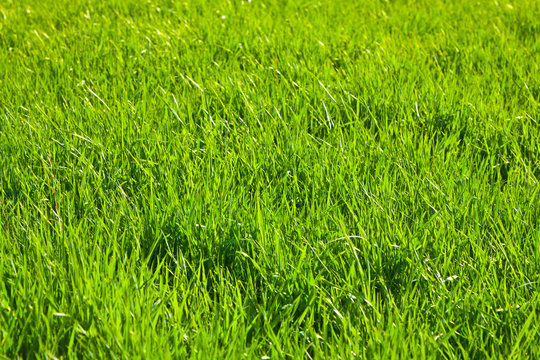 green field with growing plants
