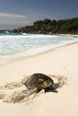 Naklejka premium Hawksbill turtle, Seychelles