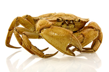 brown crab with reflection on white background