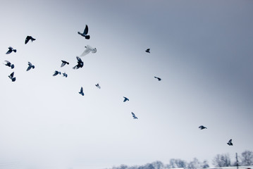Birds fly