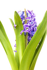 Hyacinth