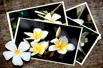 Pictures of frangipani flowers on old wooden texture