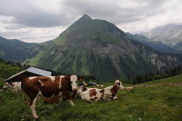 Fototapeta na wymiar vaches en Savoie