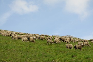 troupeau d'ovins en Savoie
