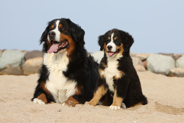 chienne bouvier bernois et son chiot sur le sable © Dogs
