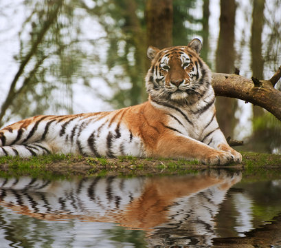 Stunning close up image of tiger relaxing on warm day reflection