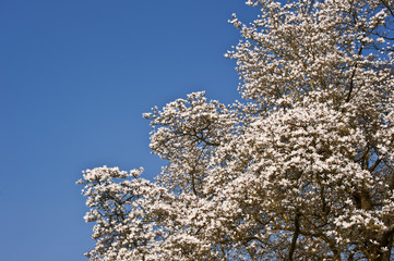 Beautiful fresh Spring blossom on vibrant blue sky