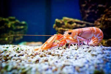 Shrimp in aquarium