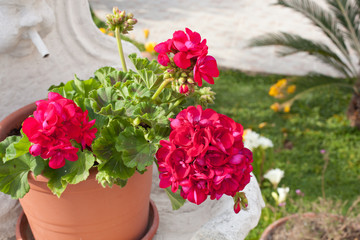 Geranio - Pelargonium - Pelargonio - Geraniaceae