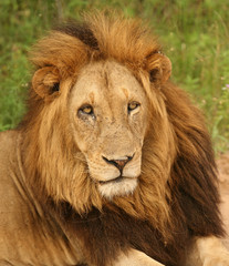 Fototapeta na wymiar lion Kruger portrait
