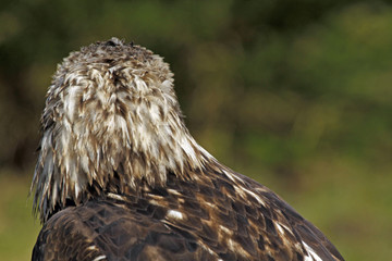 Junger Weißkopfseeadler von hinten