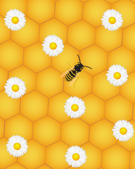 vector card with honeycomb, daisies and wasp