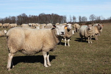 Fototapeta premium Sheep Profile