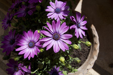 vaso con fiori viola