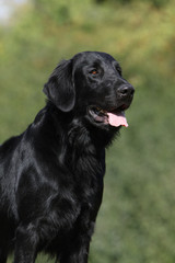 portrait de flat coated retriever de trois quart