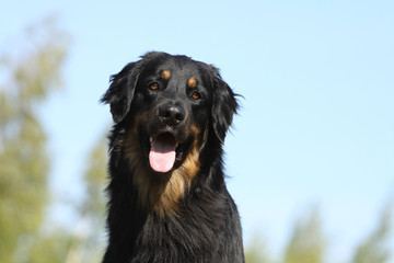 hovawart's portrait - portrait von hovawart