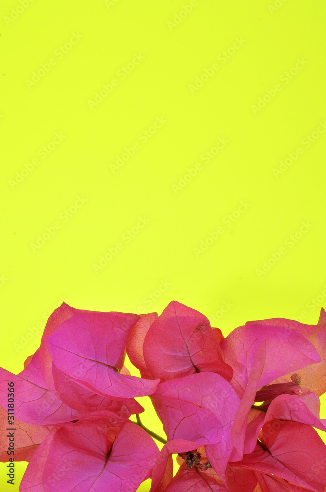 Poster bougainvillea