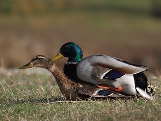 Ducks - a spring game